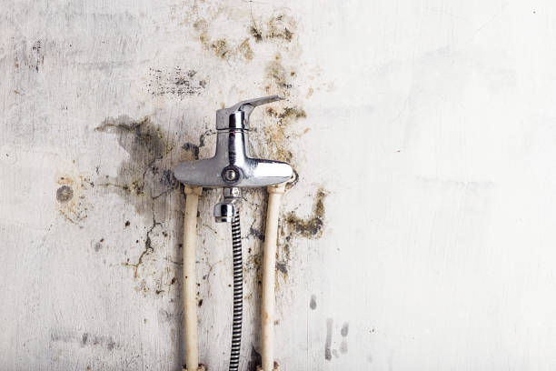 Best Local Mold Removal Service  in Clearwater, SC