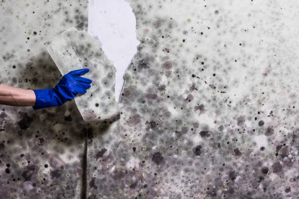 Clearwater, SC Mold Removal Company
