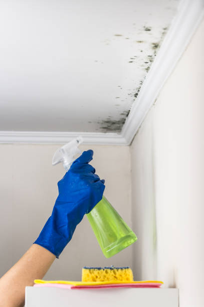 Best Professional Mold Removal  in Clearwater, SC